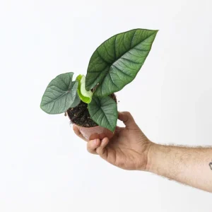 Alocasia Platinum Live Plant 5-9 Inches – Rare Indoor Blue-Silver Foliage - Image 2