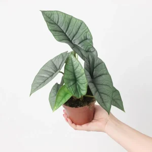 Alocasia Platinum Live Plant 5-9 Inches – Rare Indoor Blue-Silver Foliage - Image 3