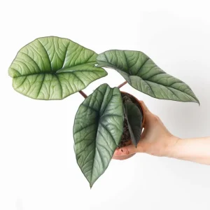 Alocasia Platinum Live Plant 5-9 Inches – Rare Indoor Blue-Silver Foliage - Image 4