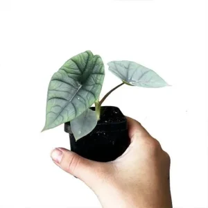 Alocasia Platinum Live Plant 5-9 Inches – Rare Indoor Blue-Silver Foliage - Image 5