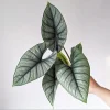 Alocasia Platinum Live Plant 5-9 Inches – Rare Indoor Blue-Silver Foliage - Image 1
