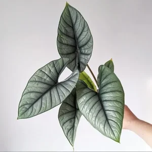 Alocasia Platinum Live Plant 5-9 Inches – Rare Indoor Blue-Silver Foliage - Image 1