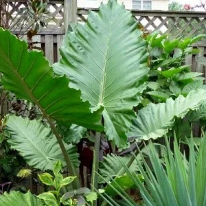 Alocasia 'Portora' Elephant Ear Live Plant - 24