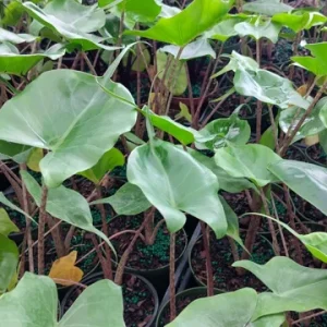 Alocasia Stingray Live Plant, 4 inch Pot, Rare Indoor Houseplant - Image 2