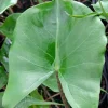 Alocasia Stingray Live Plant, 4 inch Pot, Rare Indoor Houseplant - Image 1