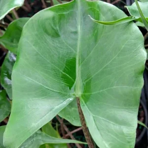 Alocasia Stingray Live Plant, 4 inch Pot, Rare Indoor Houseplant - Image 1