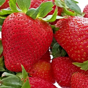 Alpine Strawberry Seeds - 200 Heirloom Non-GMO Perennial Fruit Seeds - Image 2