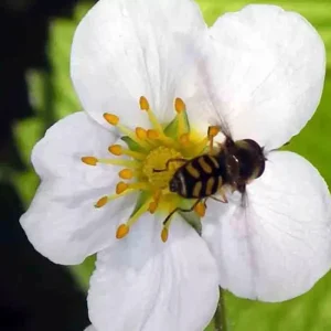 Alpine Strawberry Seeds - 200 Heirloom Non-GMO Perennial Fruit Seeds - Image 3