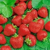 Alpine Strawberry Seeds - 200 Heirloom Non-GMO Perennial Fruit Seeds - Image 1