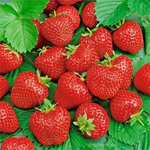 Alpine Strawberry Seeds - 200 Heirloom Non-GMO Perennial Fruit Seeds - Image 1