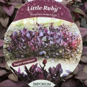 Alternanthera 'Little Ruby' Live Plant - 2 Pack, 4-6 Inch, Ruby-Purple Foliage - Image 2