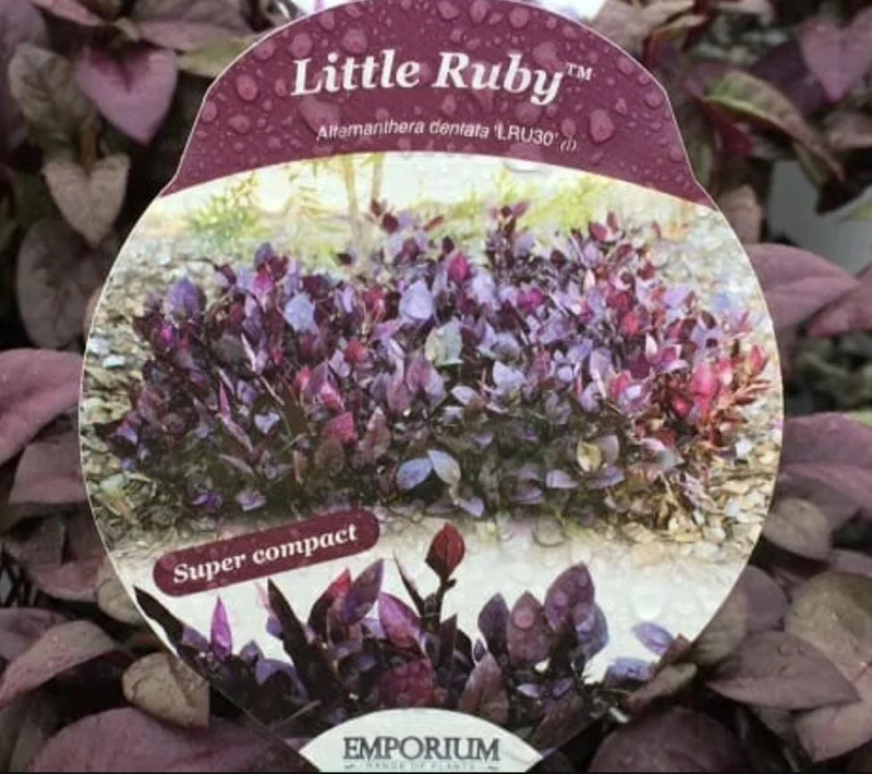 Alternanthera 'Little Ruby' Live Plant - 2 Pack, 4-6 Inch, Ruby-Purple Foliage - Image 2