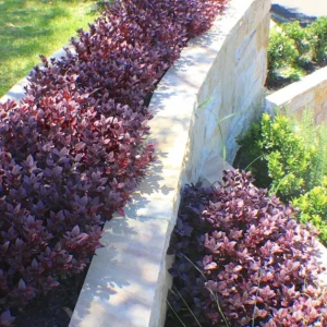 Alternanthera 'Little Ruby' Live Plant - 2 Pack, 4-6 Inch, Ruby-Purple Foliage - Image 3