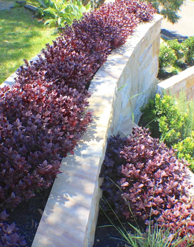 Alternanthera 'Little Ruby' Live Plant - 2 Pack, 4-6 Inch, Ruby-Purple Foliage - Image 3