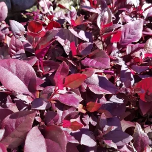 Alternanthera 'Little Ruby' Live Plant - 2 Pack, 4-6 Inch, Ruby-Purple Foliage - Image 4