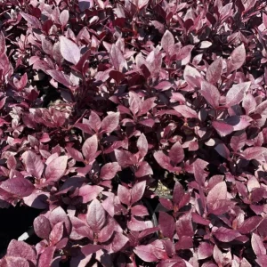 Alternanthera 'Little Ruby' Live Plant - 2 Pack, 4-6 Inch, Ruby-Purple Foliage - Image 5