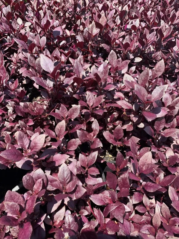 Alternanthera 'Little Ruby' Live Plant - 2 Pack, 4-6 Inch, Ruby-Purple Foliage - Image 5