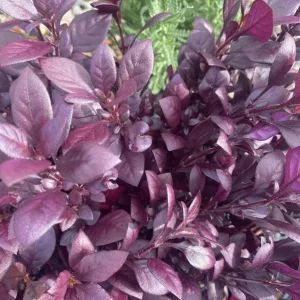 Alternanthera 'Little Ruby' Live Plant - 2 Pack, 4-6 Inch, Ruby-Purple Foliage - Image 6