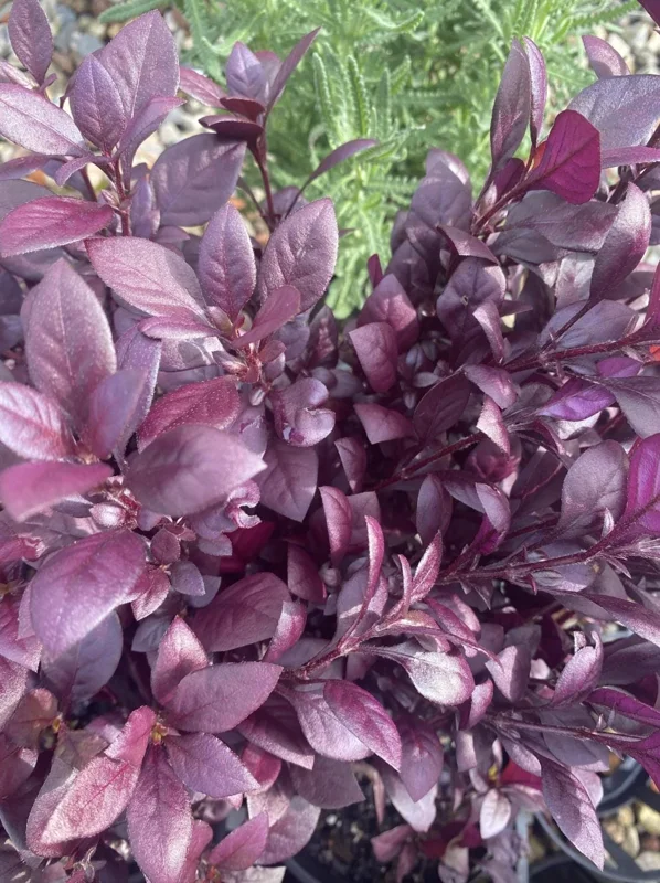 Alternanthera 'Little Ruby' Live Plant - 2 Pack, 4-6 Inch, Ruby-Purple Foliage - Image 6
