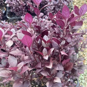 Alternanthera 'Little Ruby' Live Plant - 2 Pack, 4-6 Inch, Ruby-Purple Foliage - Image 7