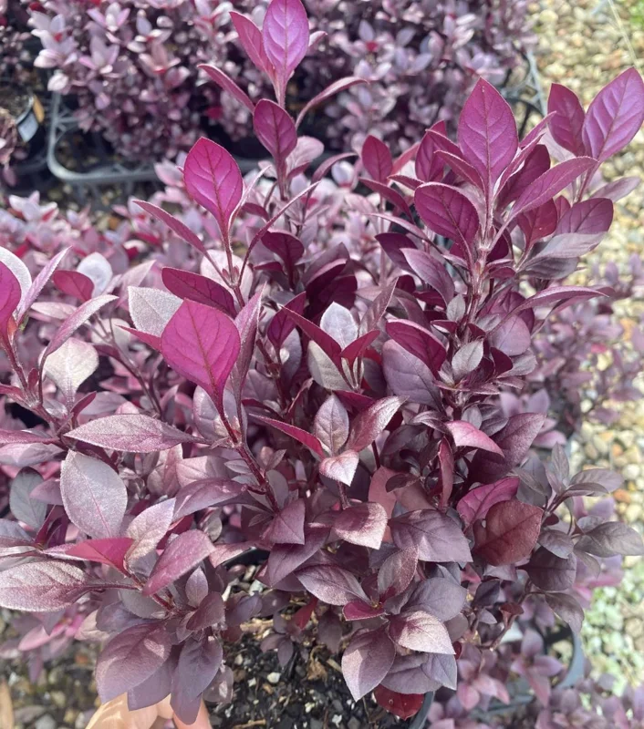 Alternanthera 'Little Ruby' Live Plant - 2 Pack, 4-6 Inch, Ruby-Purple Foliage - Image 7