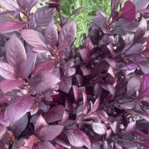 Alternanthera 'Little Ruby' Live Plant - 2 Pack, 4-6 Inch, Ruby-Purple Foliage - Image 8