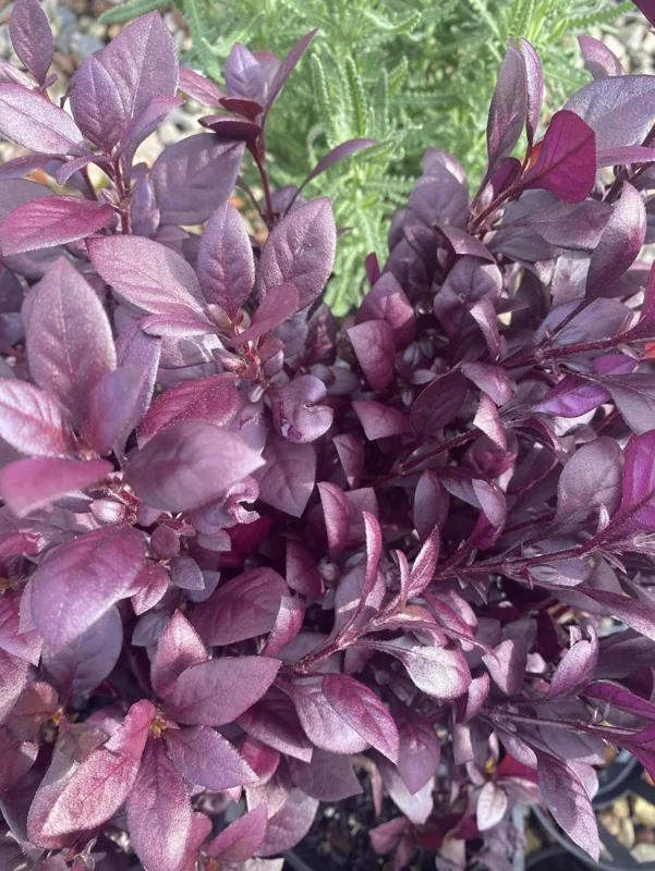 Alternanthera 'Little Ruby' Live Plant - 2 Pack, 4-6 Inch, Ruby-Purple Foliage - Image 8