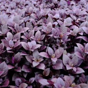 Alternanthera 'Little Ruby' Live Plant - 2 Pack, 4-6 Inch, Ruby-Purple Foliage - Image 9