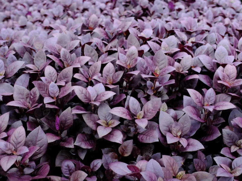 Alternanthera 'Little Ruby' Live Plant - 2 Pack, 4-6 Inch, Ruby-Purple Foliage - Image 9
