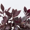 Alternanthera 'Little Ruby' Live Plant - 2 Pack, 4-6 Inch, Ruby-Purple Foliage - Image 1