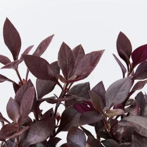 Alternanthera 'Little Ruby' Live Plant - 2 Pack, 4-6 Inch, Ruby-Purple Foliage - Image 1