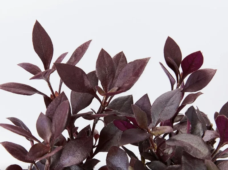 Alternanthera 'Little Ruby' Live Plant - 2 Pack, 4-6 Inch, Ruby-Purple Foliage - Image 1