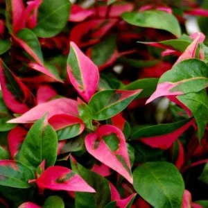 Alternanthera Party Time Live Plant - Joseph's Coat, Pink & Green, 2-Pack, 4-6 in, Indoor/Outdoor - Image 2