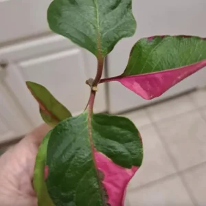 Alternanthera Party Time Live Plant - Joseph's Coat, Pink & Green, 2-Pack, 4-6 in, Indoor/Outdoor - Image 1