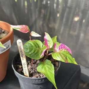 Alternanthera Party Time Live Plant - Joseph's Coat, Pink & Green, 2-Pack, 4-6 in, Indoor/Outdoor - Image 3