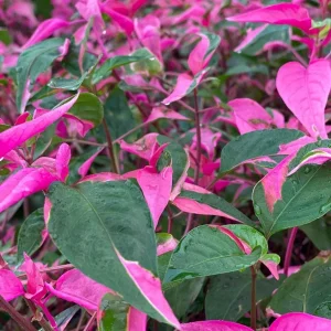Alternanthera Party Time Live Plant - Joseph's Coat, Pink & Green, 2-Pack, 4-6 in, Indoor/Outdoor - Image 5