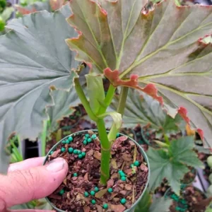 Angel Wing Begonia 'Irene Moss' Live Plant – 3.25" Pot – Indoor - Image 2