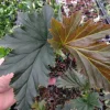 Angel Wing Begonia 'Irene Moss' Live Plant – 3.25" Pot – Indoor - Image 1