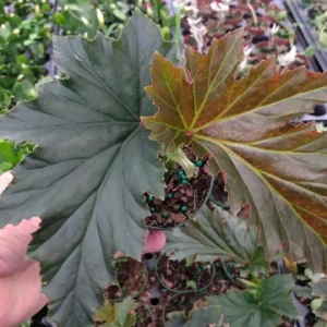 Angel Wing Begonia 'Irene Moss' Live Plant – 3.25" Pot – Indoor - Image 1