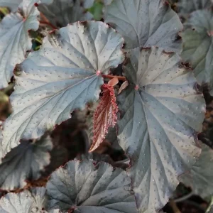 Angel Wing Black Begonia Live Plant 4 inch Pot - Rare Tropical Shade Loving - Image 2