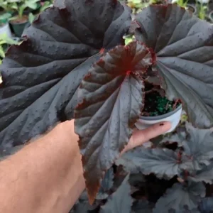 Angel Wing Black Begonia Live Plant 4 inch Pot - Rare Tropical Shade Loving - Image 1