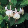 Annabelle Fuchsia Live Plant – White Flower – 4 inch Pot – Outdoor Shrub - Image 1