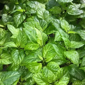 Apocalypse Scorpion Red Chili Live Plants - 3 Pack, Super Hot Pepper, 2,000,000 SHU - Image 2
