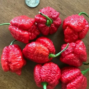 Apocalypse Scorpion Red Chili Live Plants - 3 Pack, Super Hot Pepper, 2,000,000 SHU - Image 1