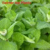 Apple Mint Live Plant - 4" Pot - Mentha suaveolens - Fragrant Herb - Image 1