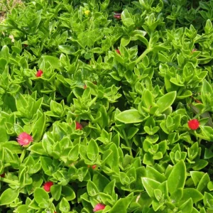 Aptenia Red Apple Live Plants - Pack of 2 - Baby Sun Rose Succulent, 4-6 Inches Tall, Red Blooms - Image 3