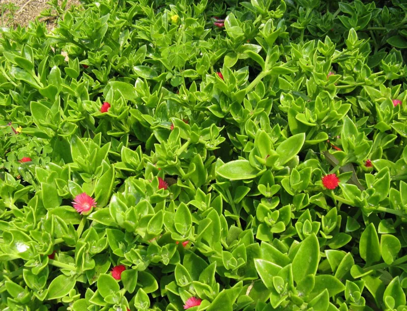 Aptenia Red Apple Live Plants - Pack of 2 - Baby Sun Rose Succulent, 4-6 Inches Tall, Red Blooms - Image 3