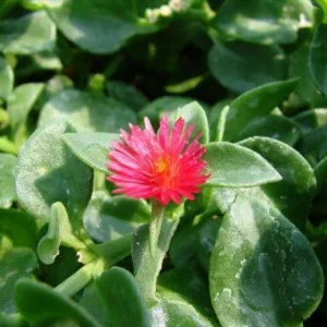 Aptenia Red Apple Live Plants - Pack of 2 - Baby Sun Rose Succulent, 4-6 Inches Tall, Red Blooms - Image 4
