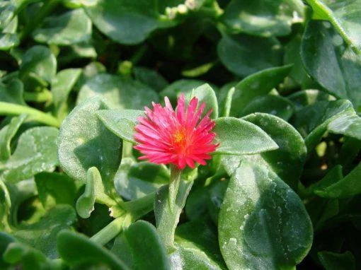 Aptenia Red Apple Live Plants - Pack of 2 - Baby Sun Rose Succulent, 4-6 Inches Tall, Red Blooms - Image 4