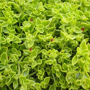 Aptenia Red Apple Live Plants - Pack of 2 - Baby Sun Rose Succulent, 4-6 Inches Tall, Red Blooms - Image 5
